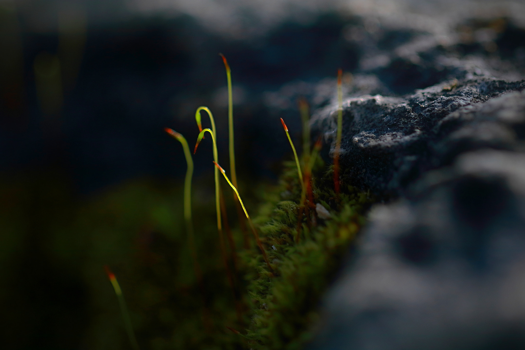 Canon EF 100mm F2.8L Macro IS USM sample photo. Spring starts in moss photography