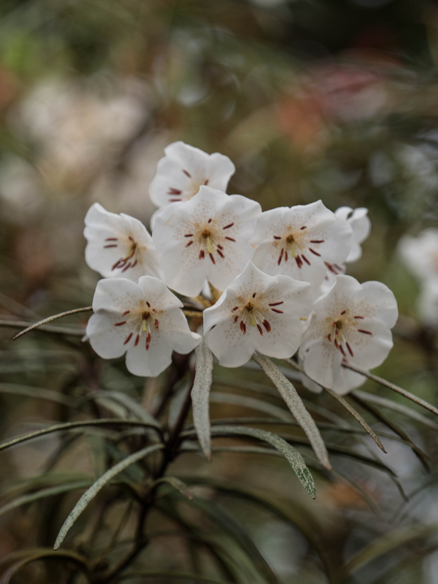 Panasonic Lumix DMC-GX8 sample photo. -1703_edinurgh botanics047047.jpg photography