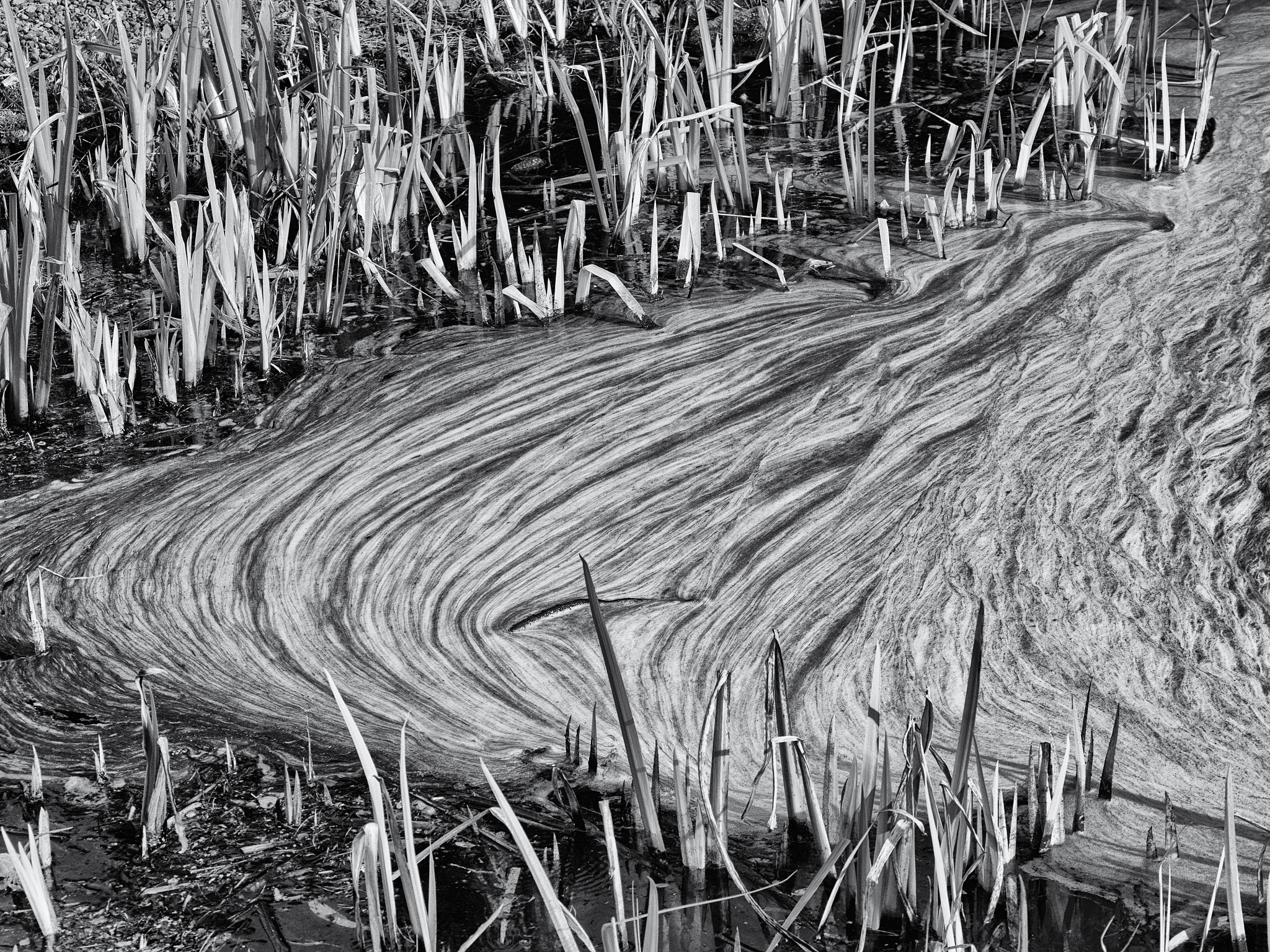 Panasonic Lumix DMC-GX8 sample photo. -1703_edinurgh botanics063063-edit.jpg photography
