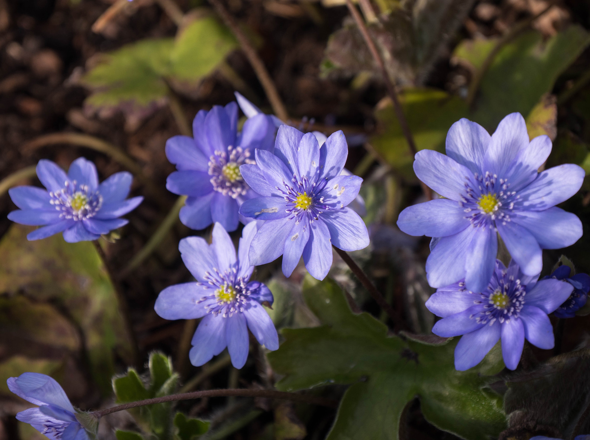 Panasonic Lumix DMC-GX8 sample photo. -1703_edinurgh botanics065065.jpg photography