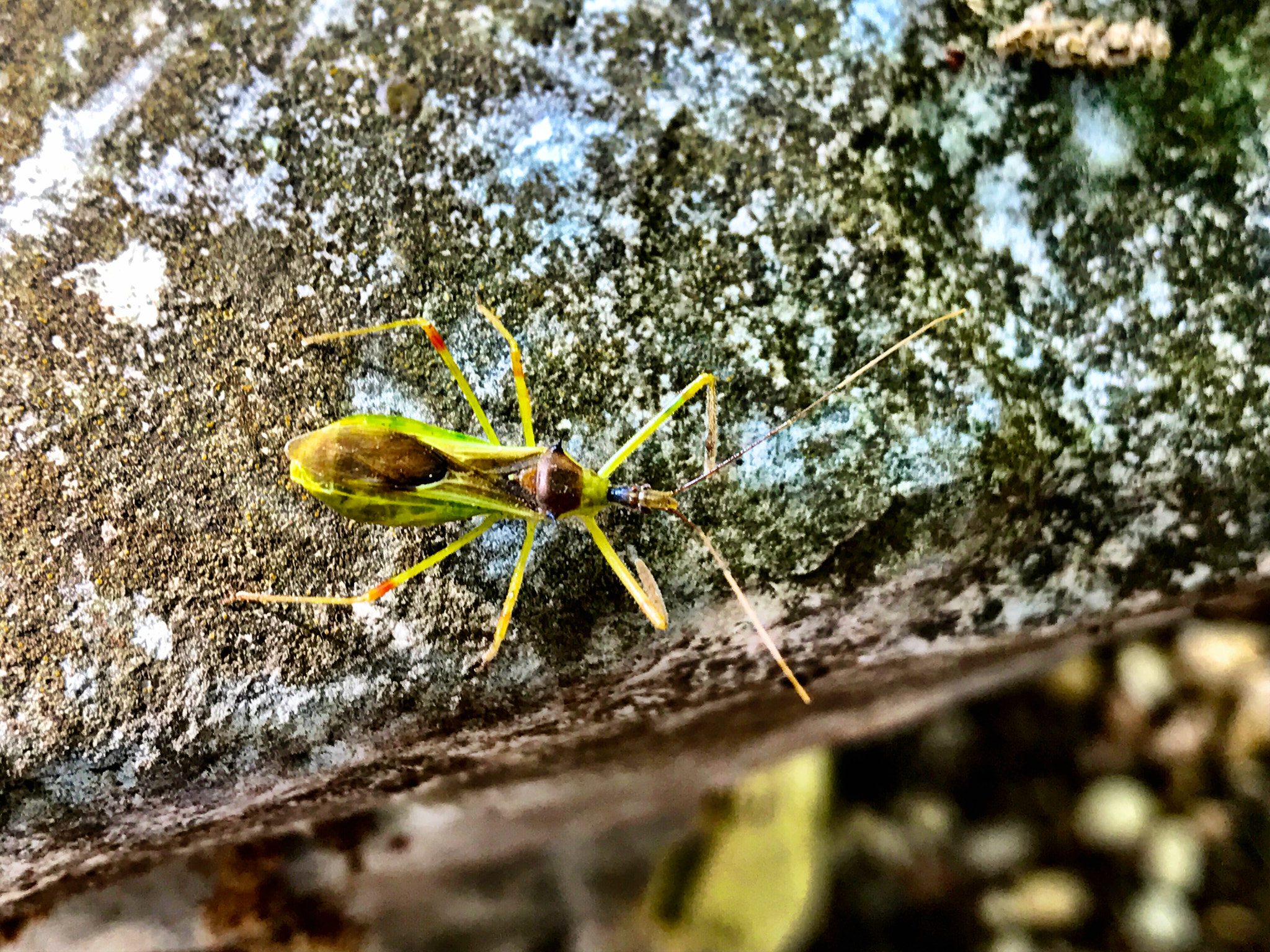 Apple iPhone9,4 sample photo. Bug on a rock photography