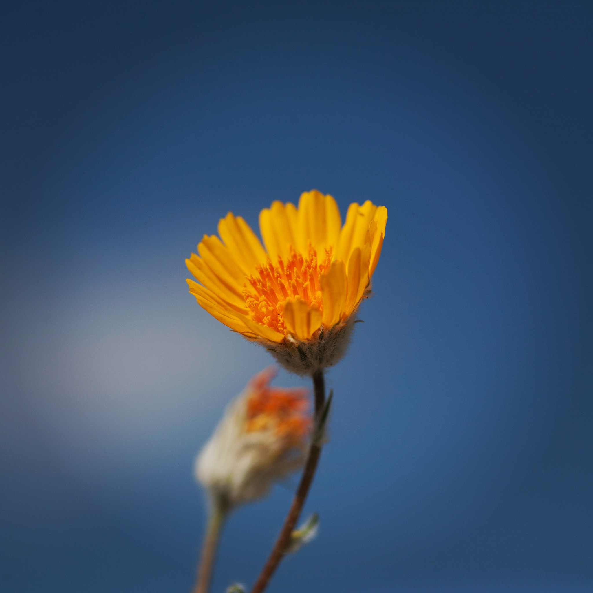 Canon EF 100mm F2.8 Macro USM sample photo. Daisy photography