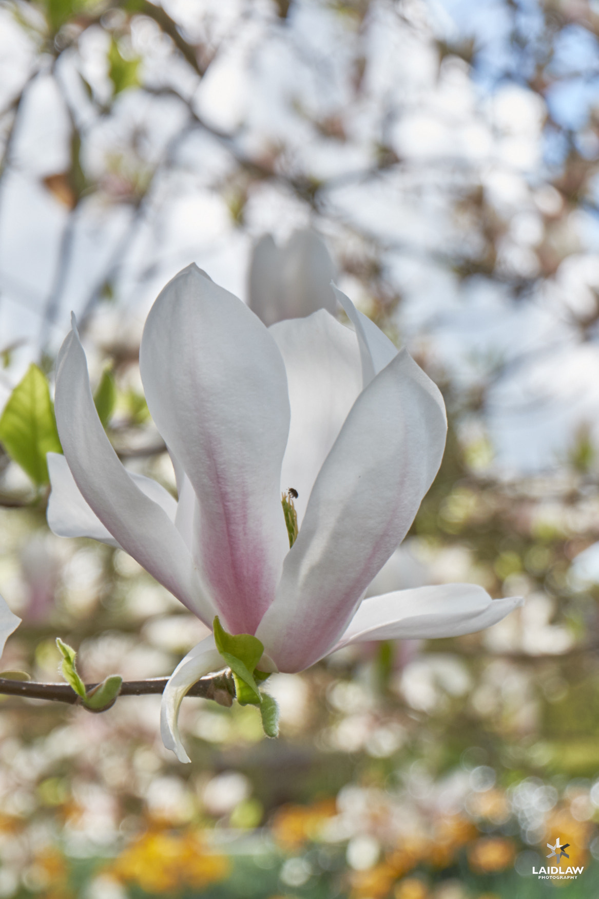 Fujifilm XC 16-50mm F3.5-5.6 OIS II sample photo. Magnolia photography
