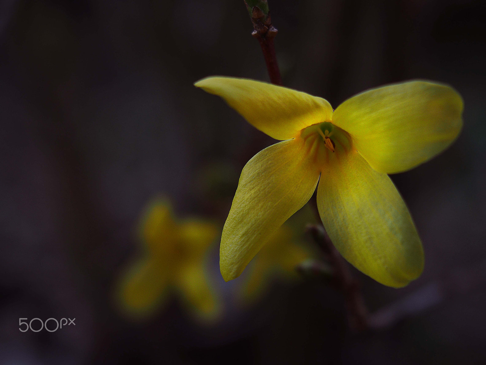 Olympus PEN E-PL5 sample photo. Forsycja photography