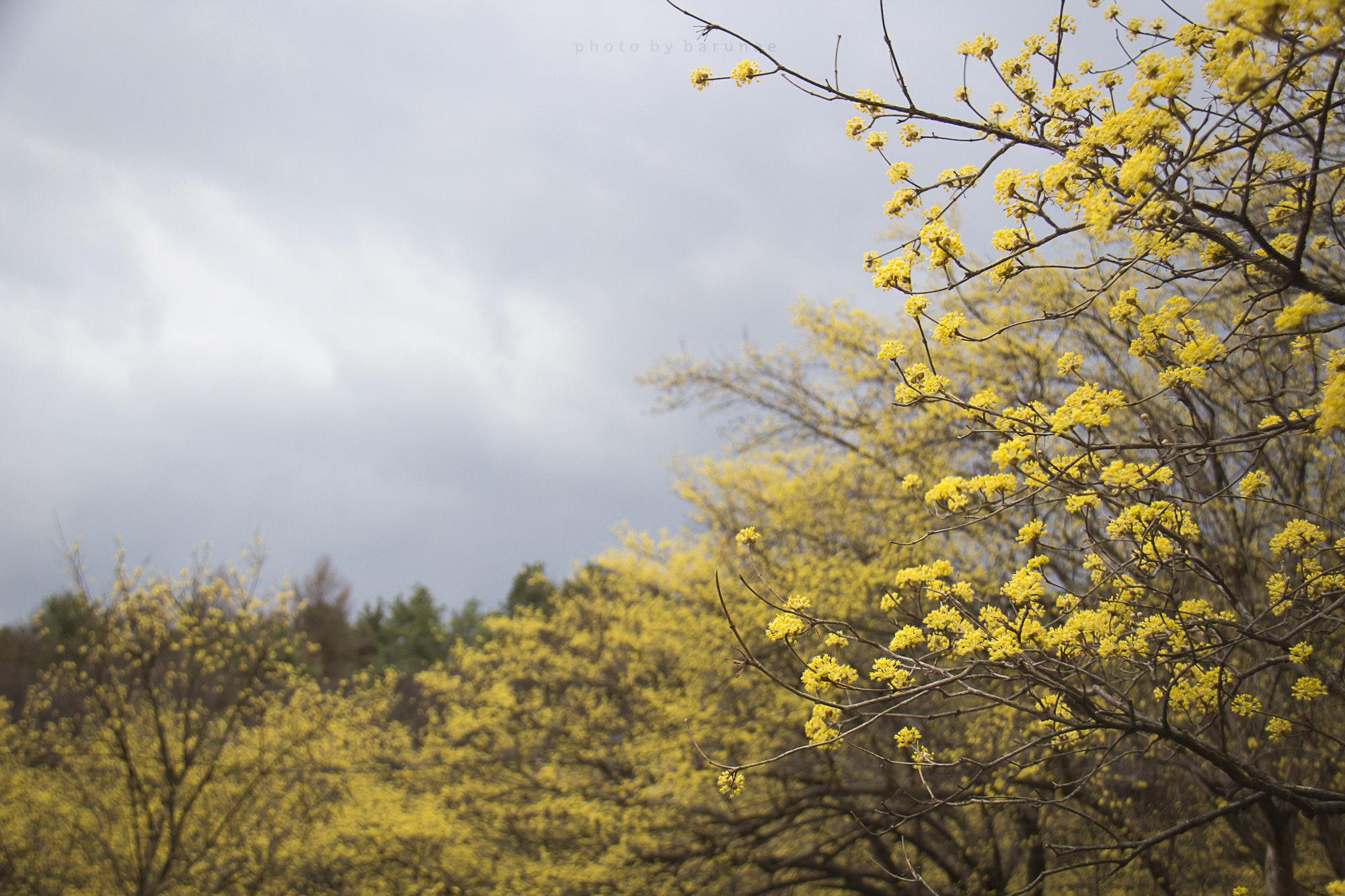 Canon EF-S 18-200mm F3.5-5.6 IS sample photo. Sansuyu flowers photography