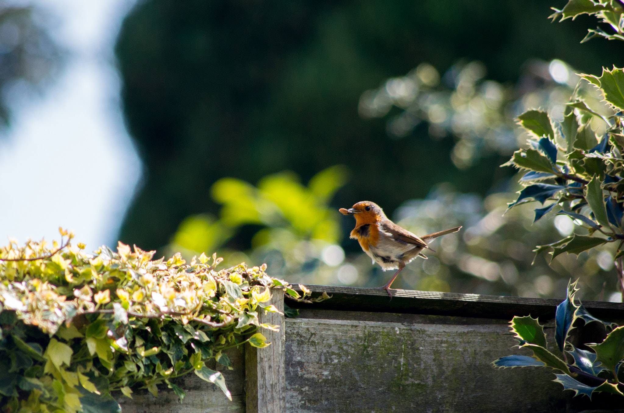 Pentax K-30 sample photo. Scruffy robin photography