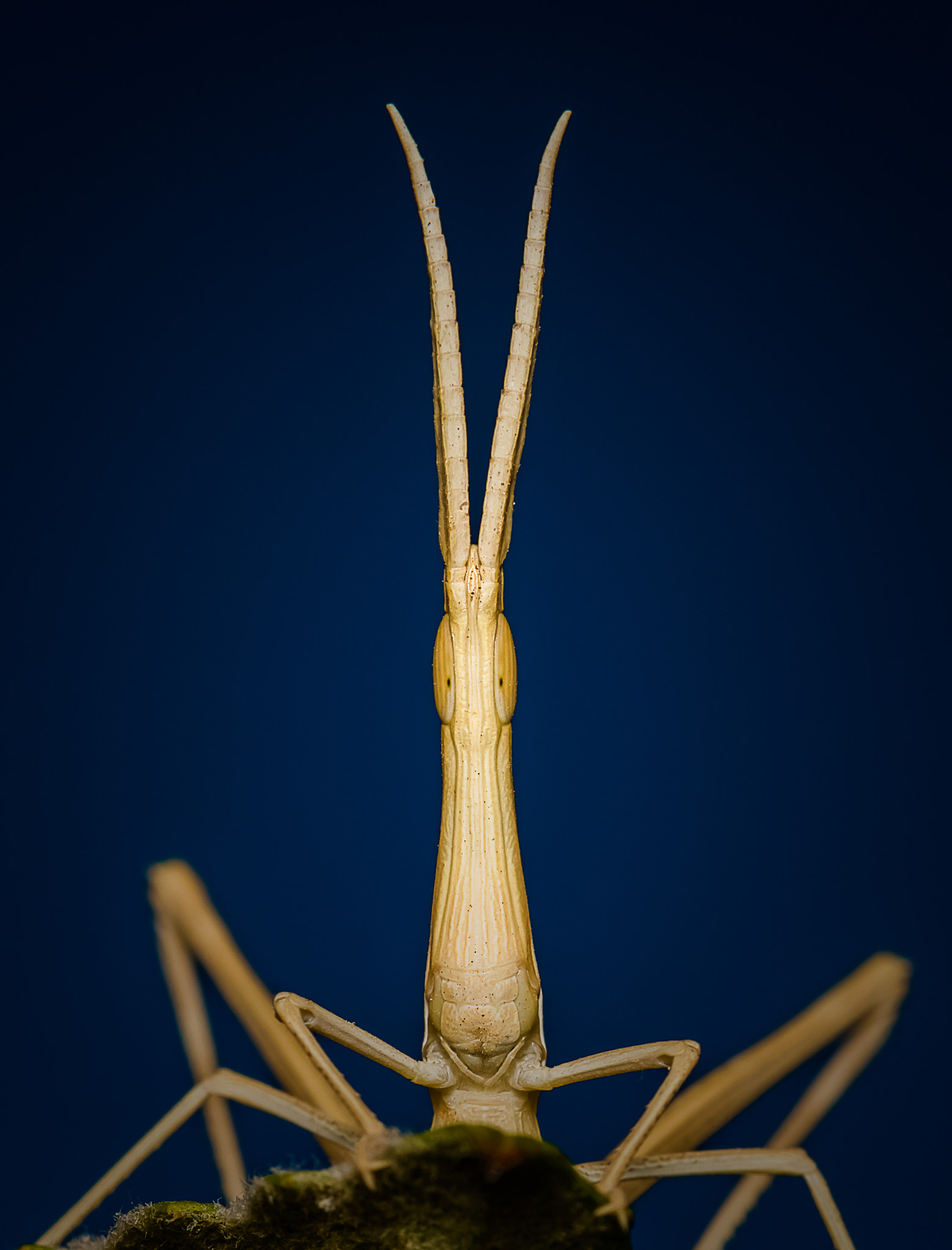 Canon EF 100mm F2.8L Macro IS USM sample photo. Grasshopper re edit photography