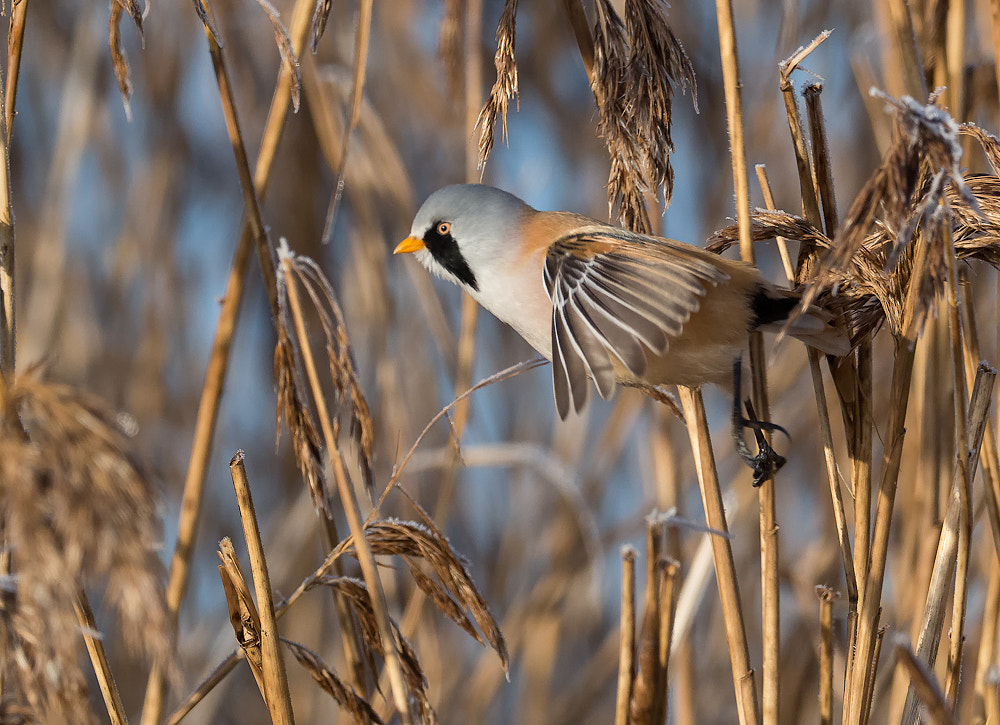 M.300mm F4.0 + MC-14 sample photo. Bearded reedling photography
