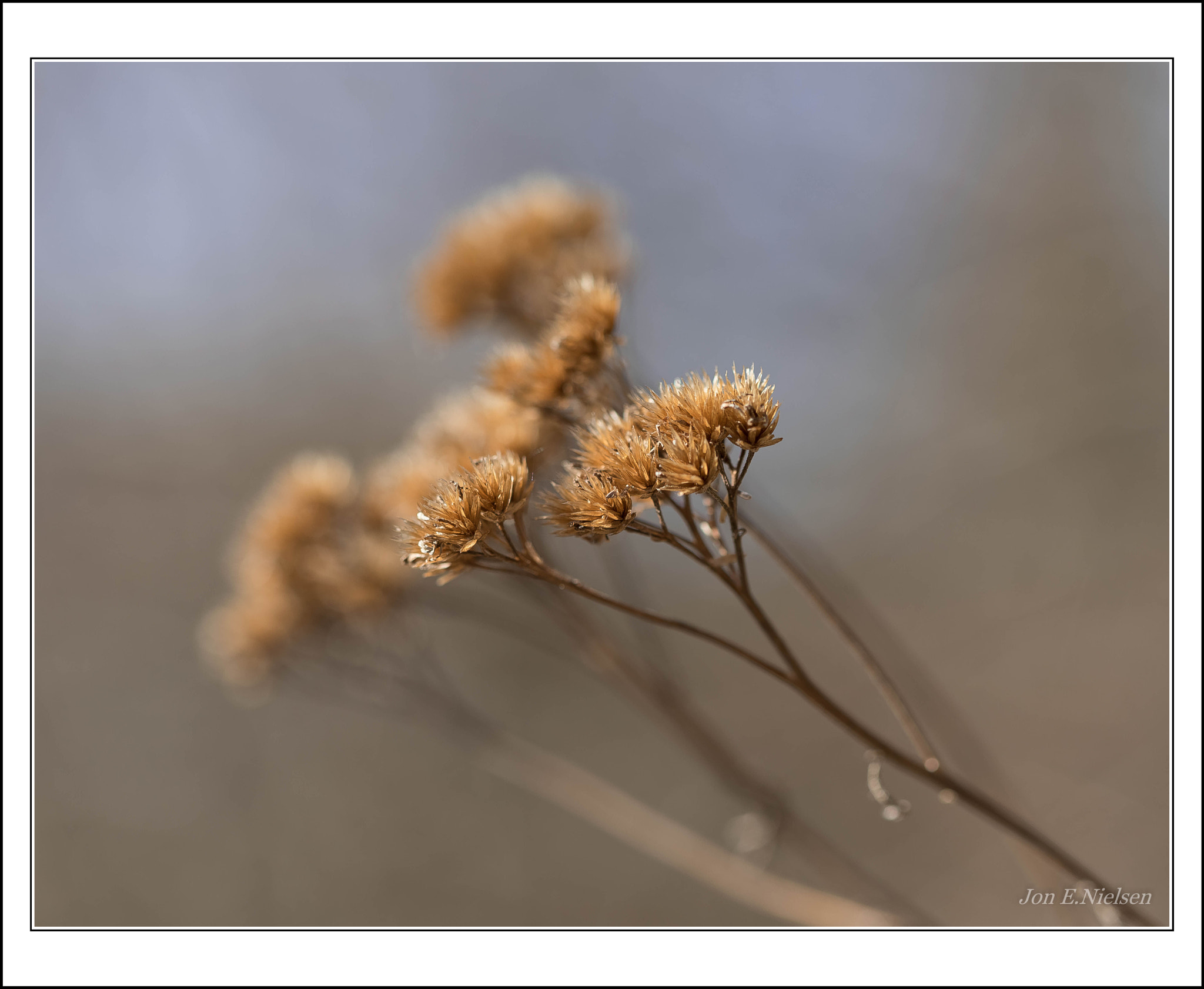 Canon EF 100mm F2.8 Macro USM sample photo. " awaits another spring " photography