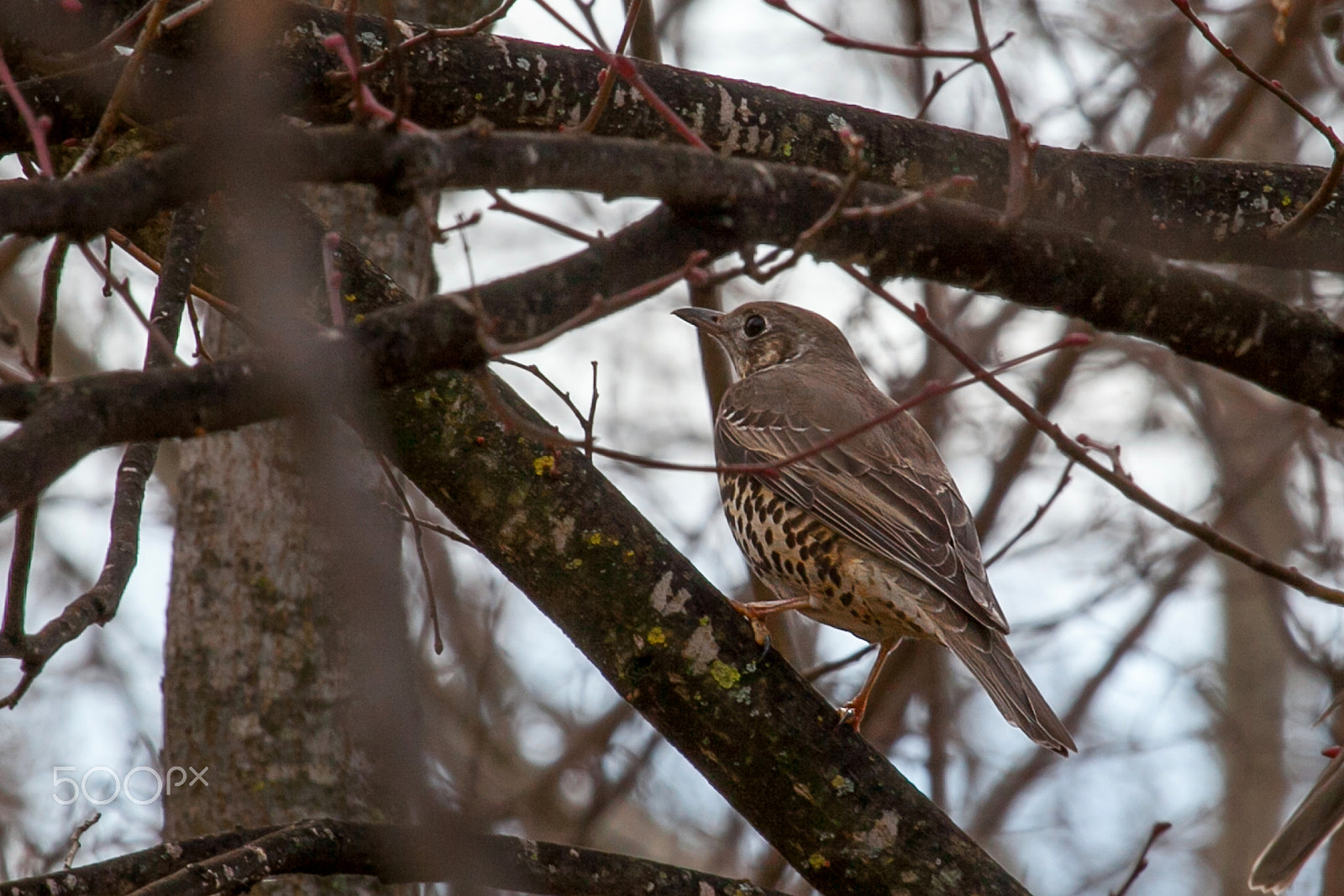 Canon EF 100-400mm F4.5-5.6L IS USM sample photo. Zorzal photography