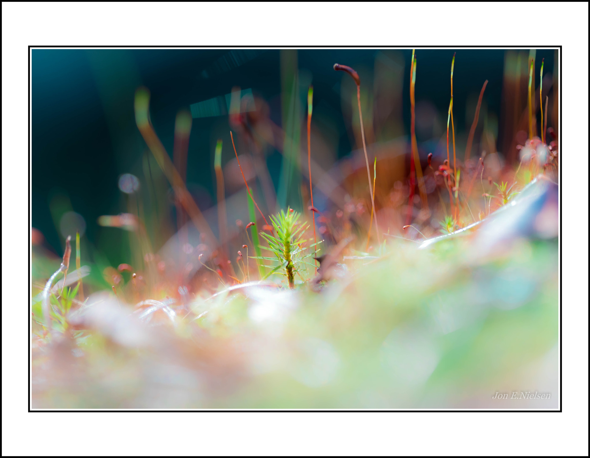 Canon EF 100mm F2.8 Macro USM sample photo. " the biggest little tree in the forest " photography