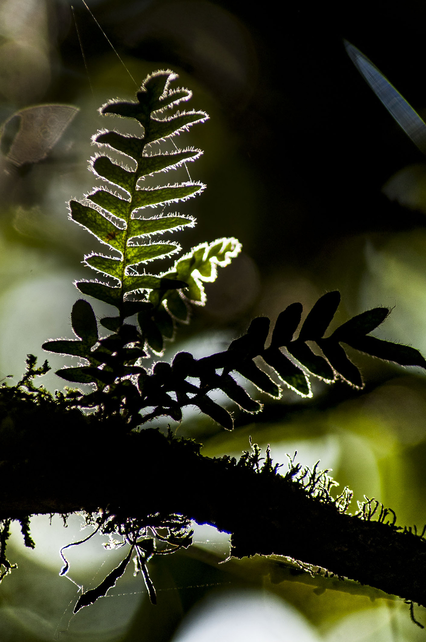 Nikon D90 sample photo. Leafs photography