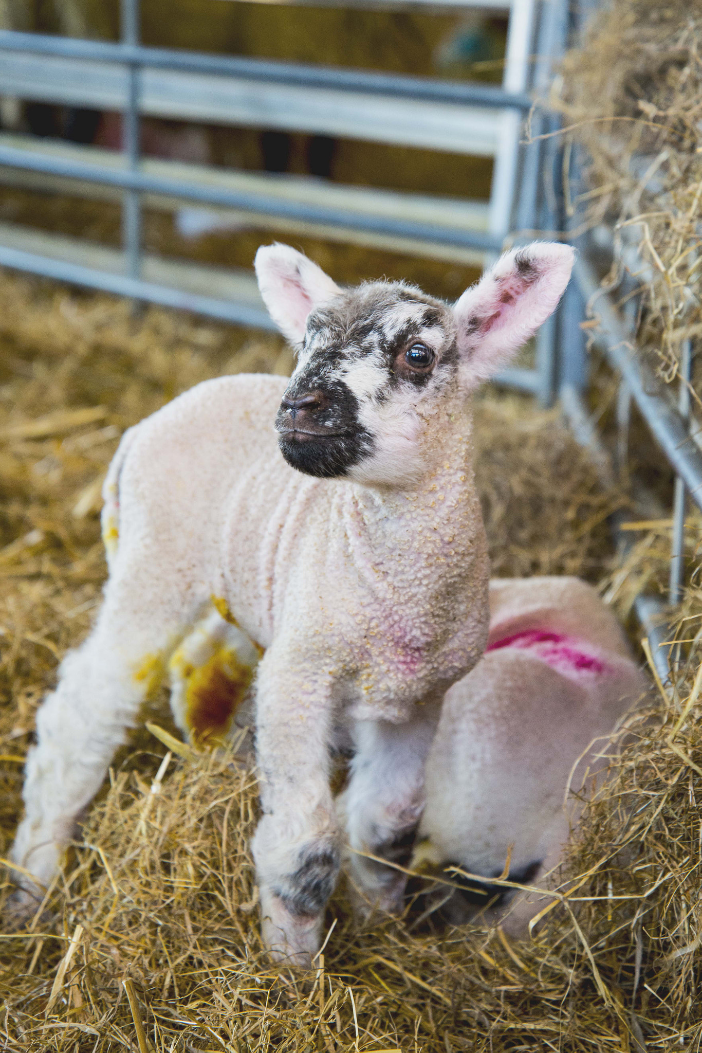 Nikon D610 sample photo. Spring lambs photography