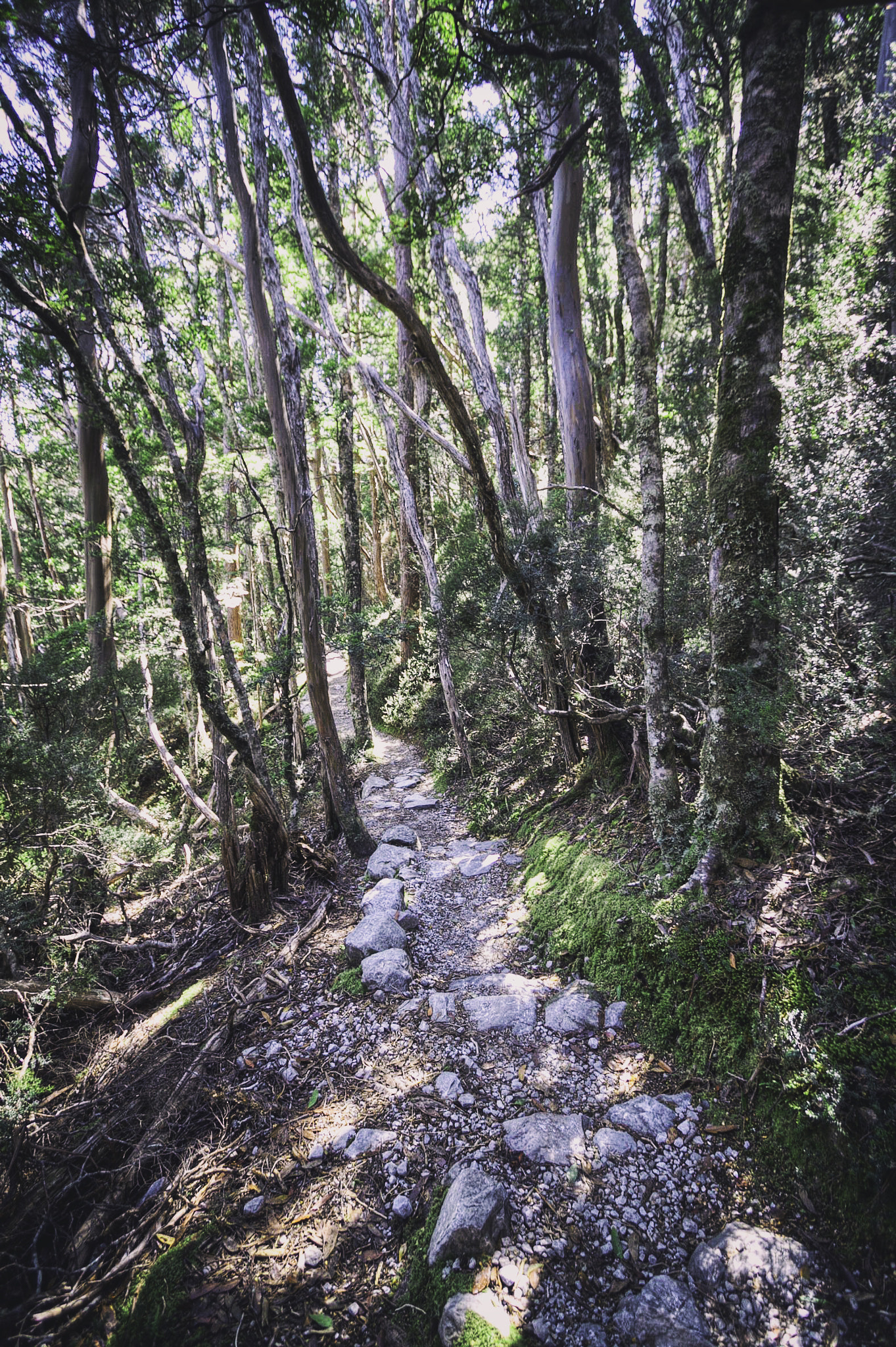 Canon EF-S 10-22mm F3.5-4.5 USM sample photo. Path in the bush photography