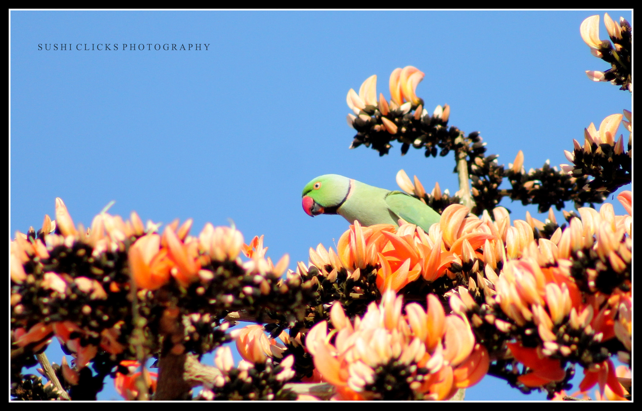 Canon EF 75-300mm f/4-5.6 USM sample photo. Parrot..the pretty bird photography