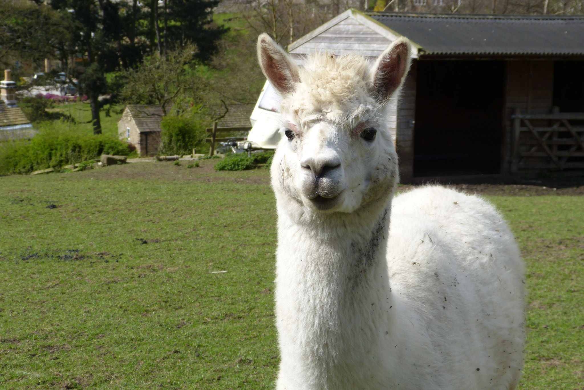 Leica V-Lux 3 sample photo. This is a photo of alpaca which i took in peak district national park, uk. photography