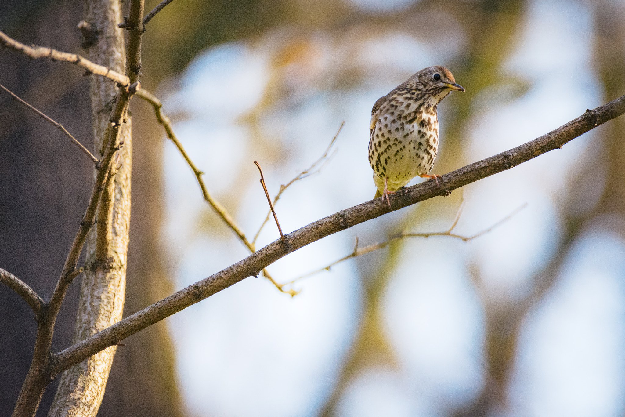 Nikon D7200 + Sigma 150-600mm F5-6.3 DG OS HSM | C sample photo. Wenn die drossel singt photography