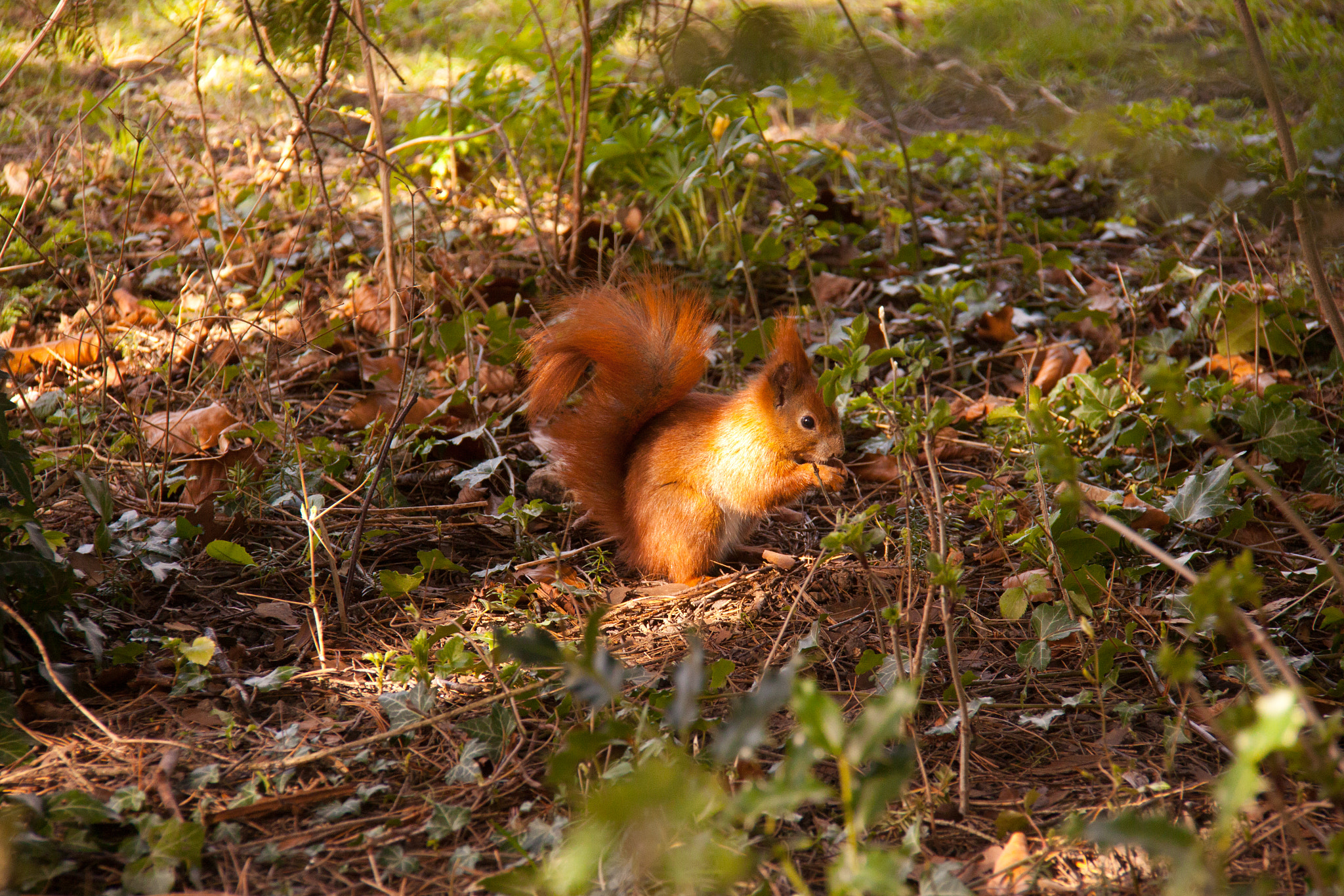 Canon EOS 50D sample photo. Squirrel photography