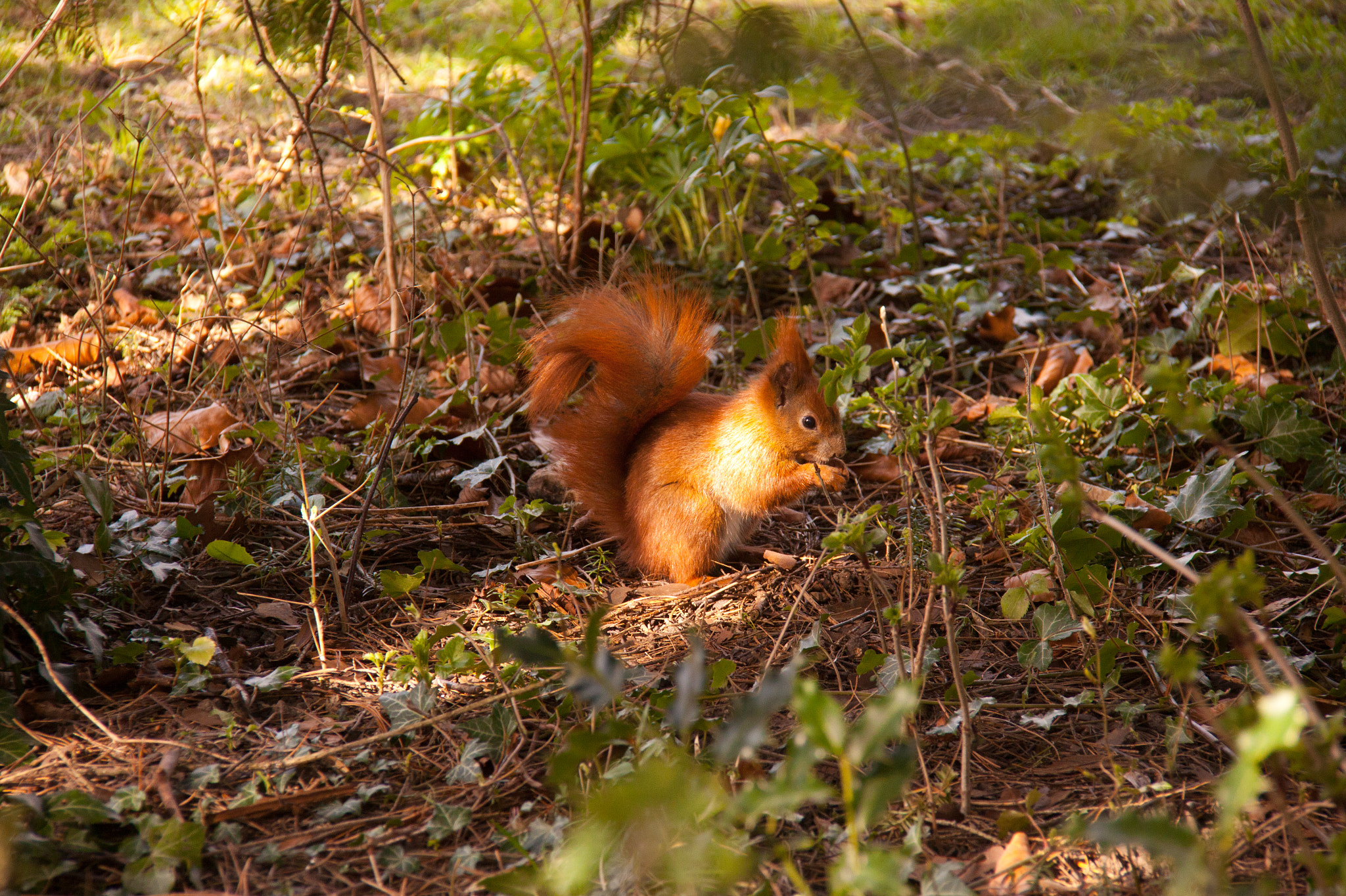 Canon EF-S 18-200mm F3.5-5.6 IS sample photo. Squirrel photography