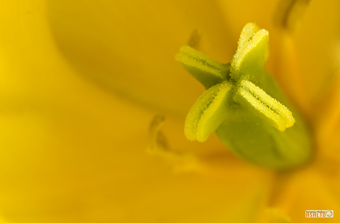 Canon EOS 7D + Tamron SP AF 90mm F2.8 Di Macro sample photo. Tulipán photography