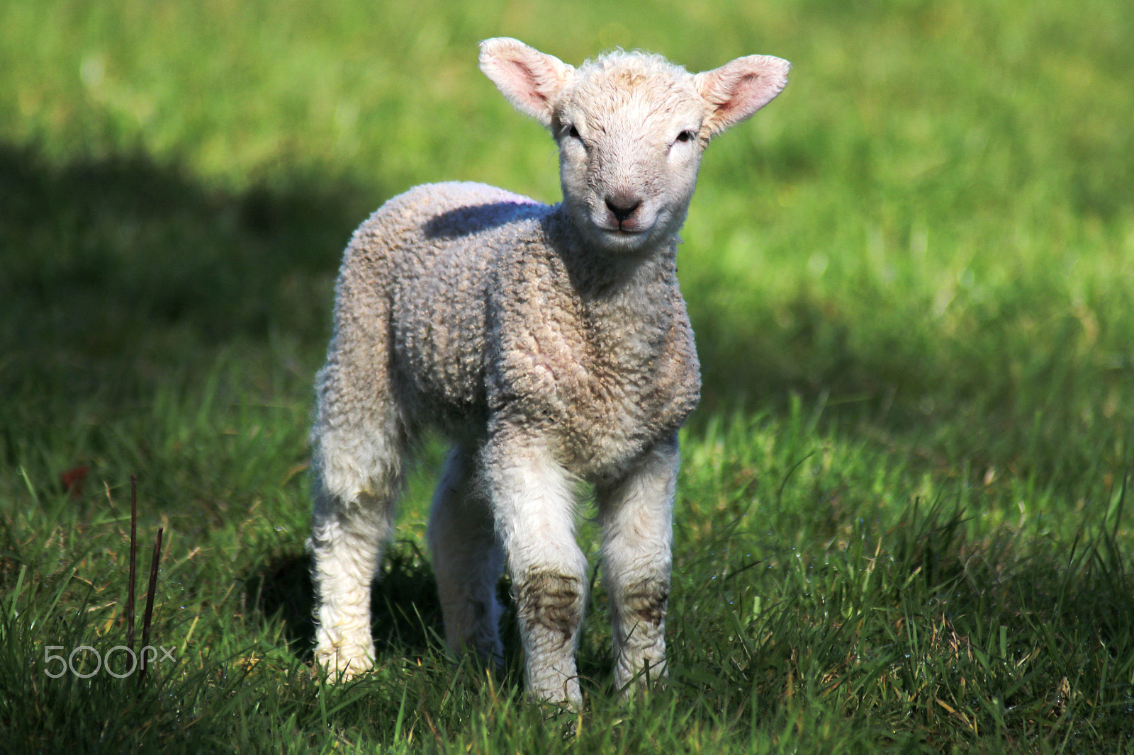 Canon EF 70-200mm F2.8L USM sample photo. Spring lamb photography