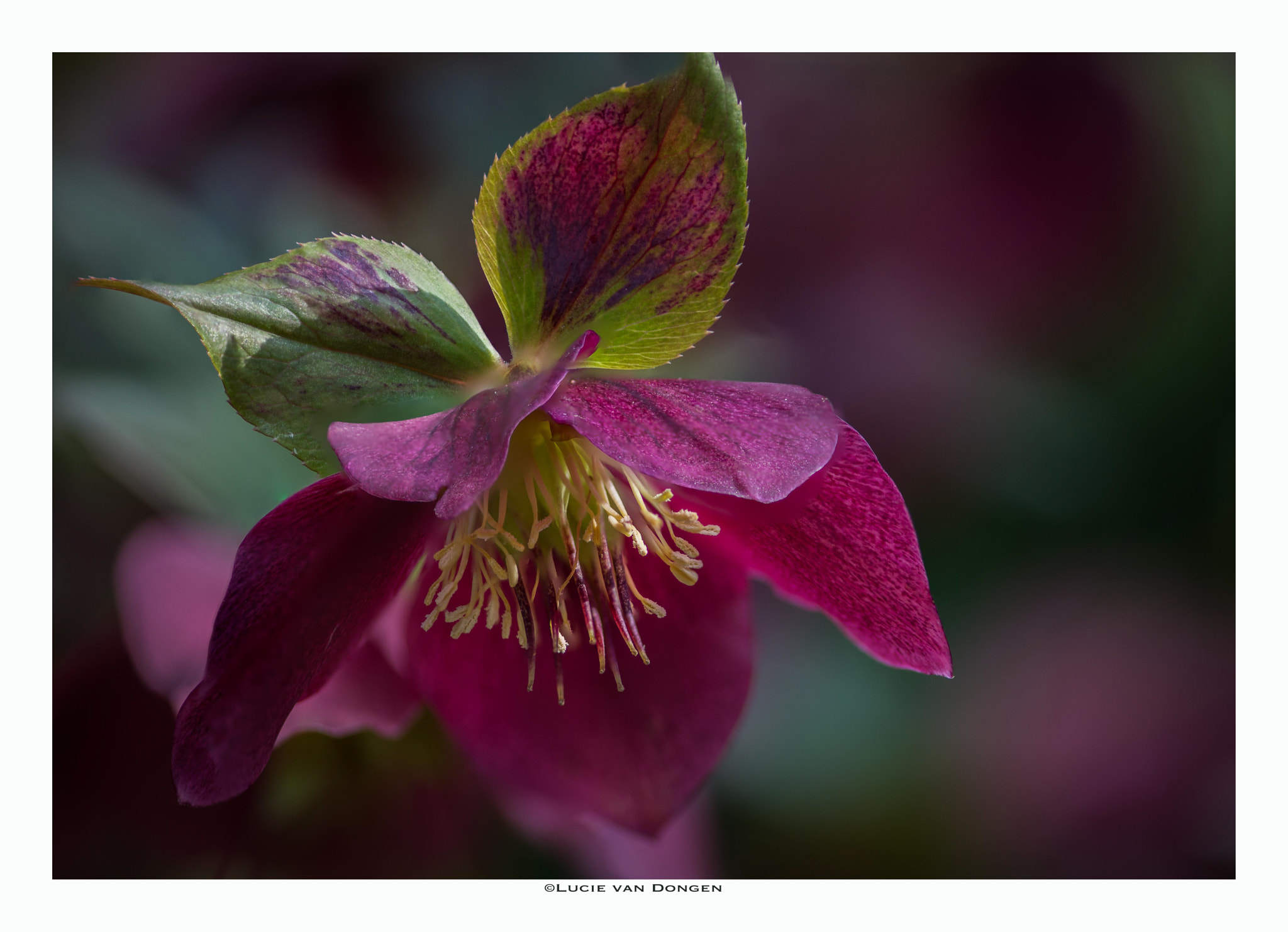 Nikon AF-S Micro-Nikkor 105mm F2.8G IF-ED VR sample photo. Helleborus orientalis niger photography
