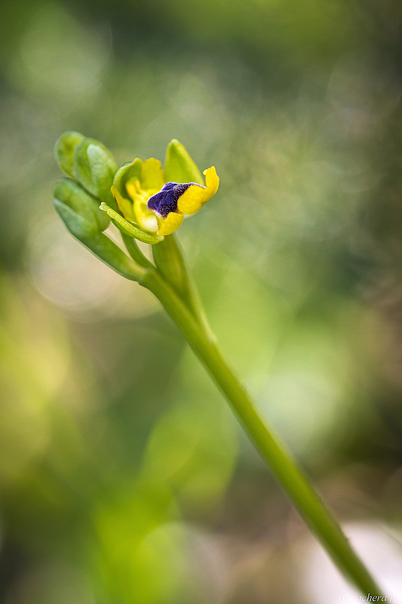 Canon EOS 7D + Sigma 150mm f/2.8 EX DG OS HSM APO Macro sample photo. Ophrys lutea sp. corsica photography