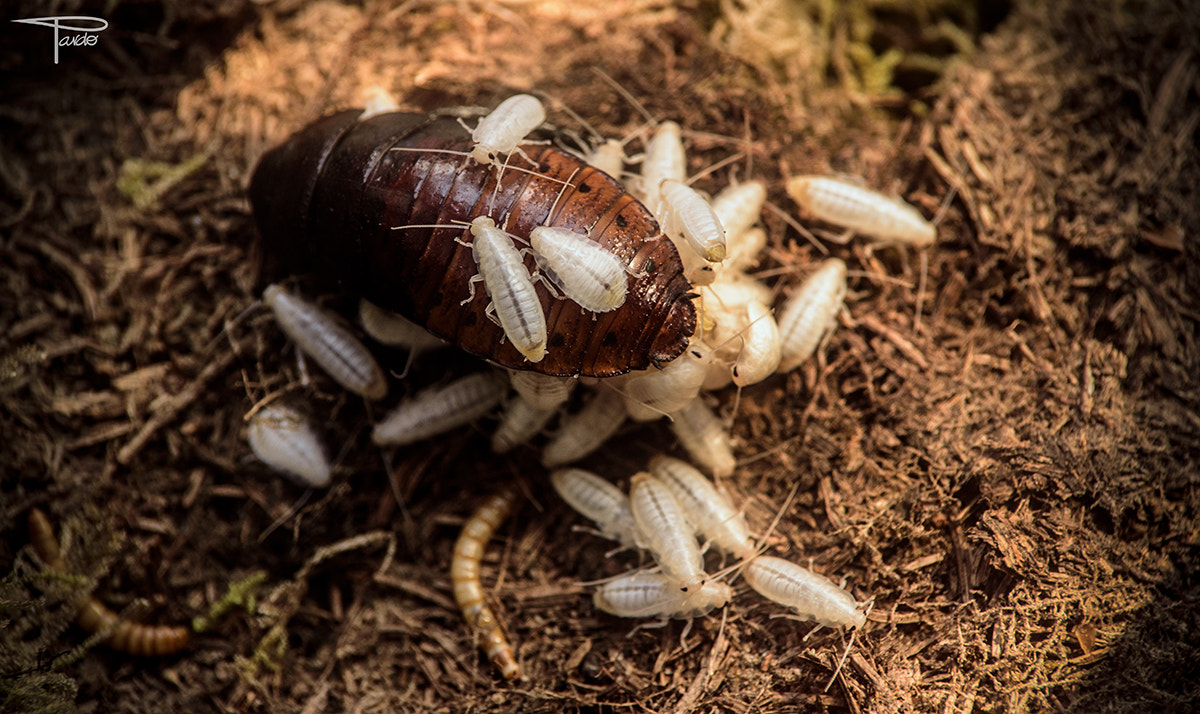 Nikon D750 sample photo. Gromphadorhina portentosa new born (cucaracha gigante de madagascar) photography