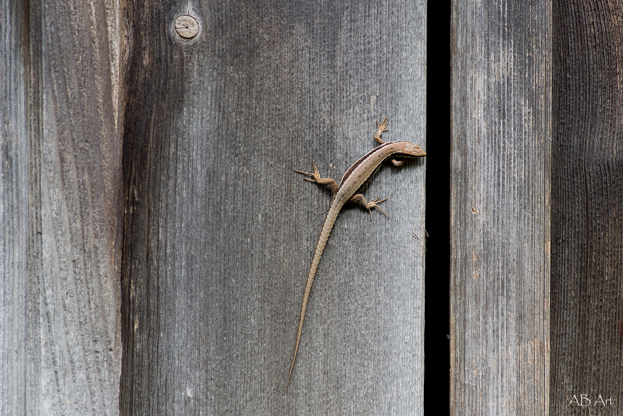 Pentax K-70 sample photo. Lizard photography