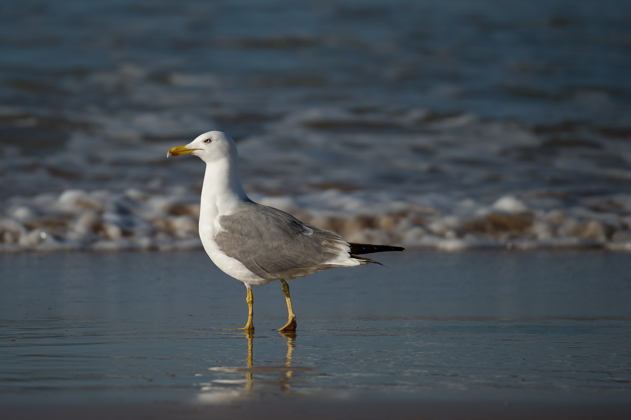 Nikon D4S sample photo. Möwe 2 photography