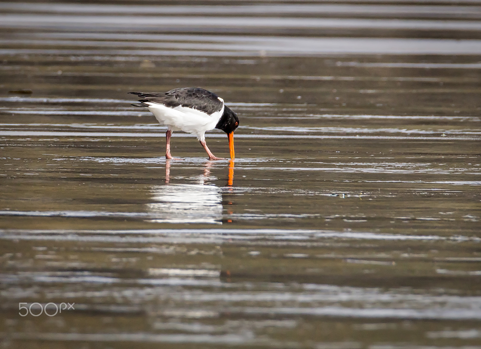 Tamron SP 150-600mm F5-6.3 Di VC USD sample photo. Looking for lunch photography