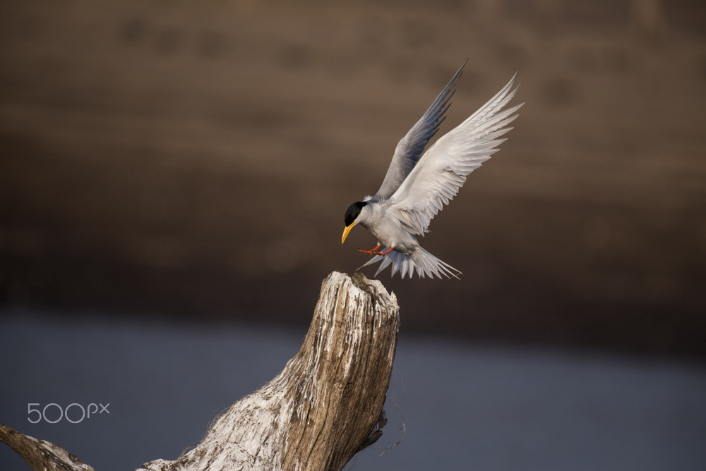 Nikon AF-S Nikkor 200-500mm F5.6E ED VR sample photo. Dsc photography