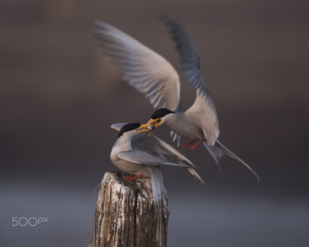 Nikon AF-S Nikkor 200-500mm F5.6E ED VR sample photo. Dsc photography