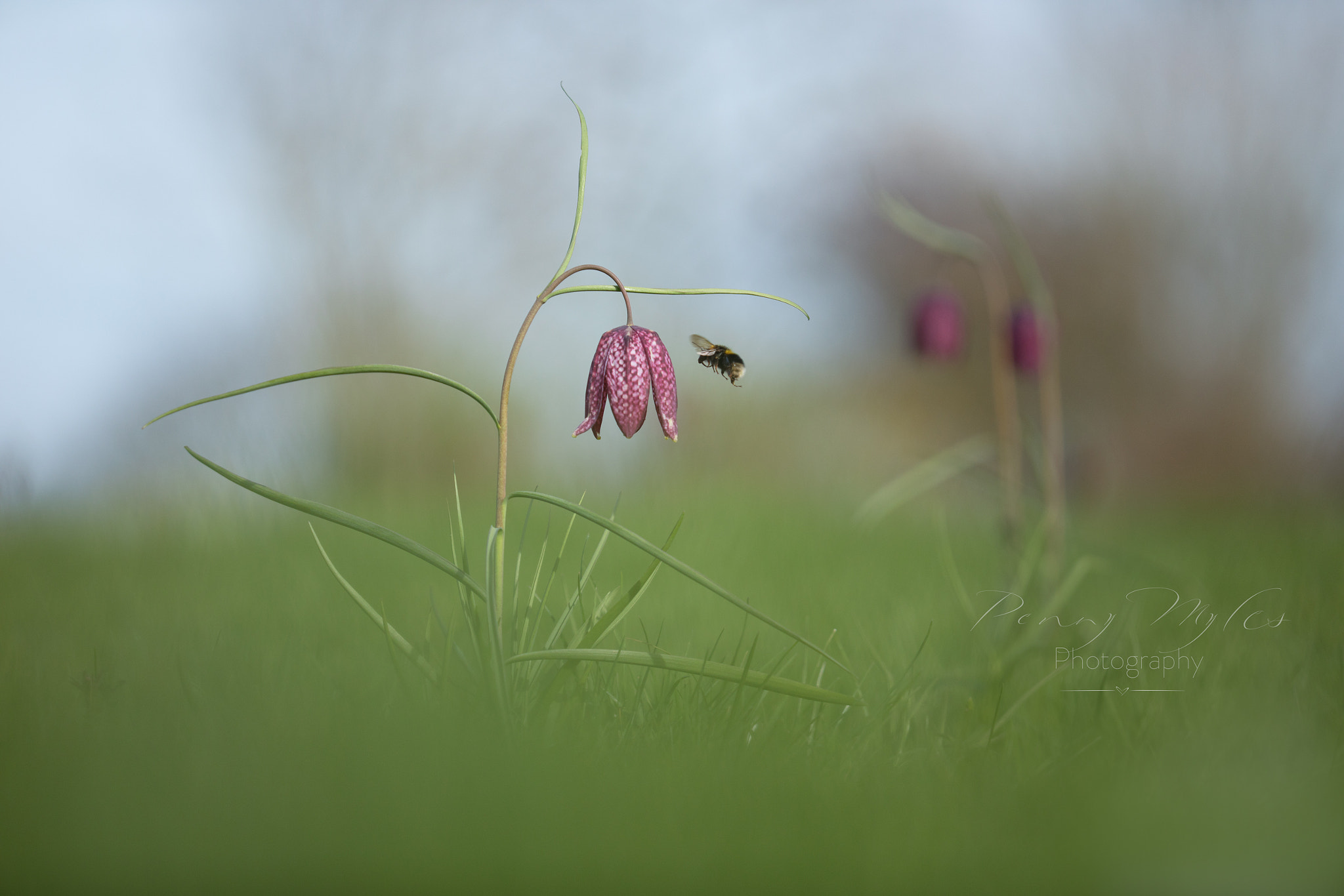 Canon EF 180mm F3.5L Macro USM sample photo. Listening photography