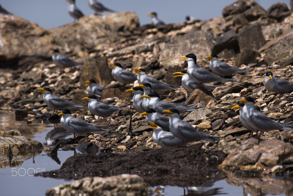 Nikon AF-S Nikkor 200-500mm F5.6E ED VR sample photo. Dsc photography