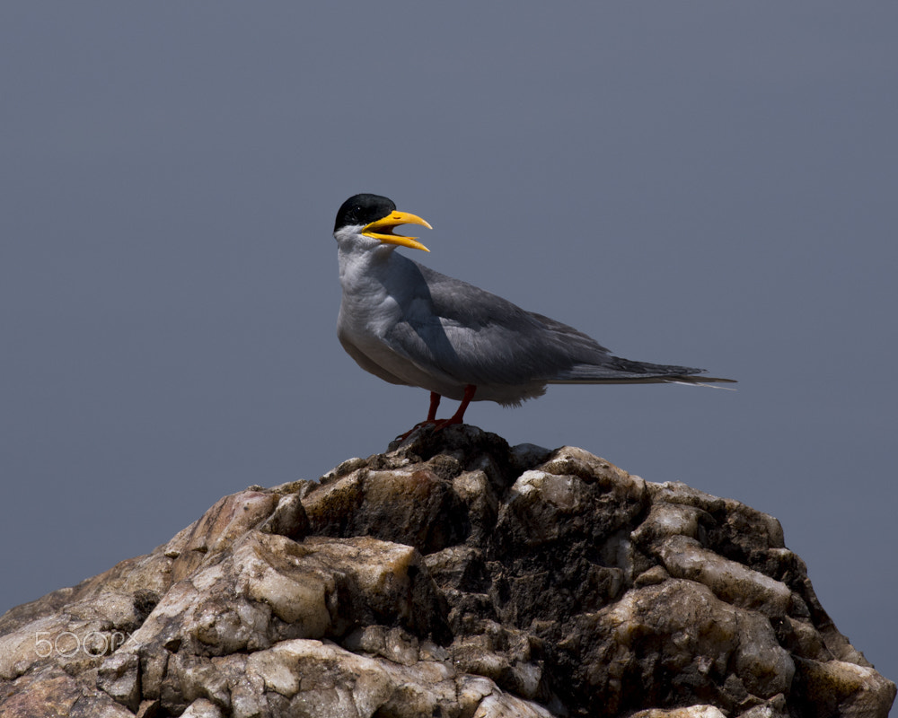 Nikon AF-S Nikkor 200-500mm F5.6E ED VR sample photo. Dsc photography
