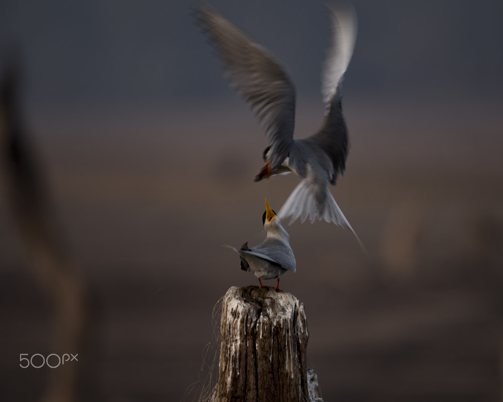 Nikon AF-S Nikkor 200-500mm F5.6E ED VR sample photo. Dsc photography