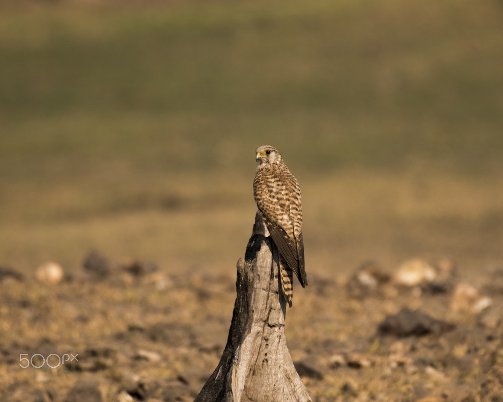 Nikon AF-S Nikkor 200-500mm F5.6E ED VR sample photo. Dsc photography