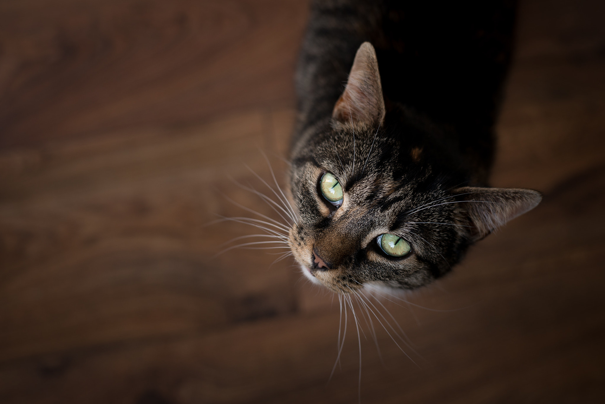 Nikon D800 + Nikon AF-S Nikkor 50mm F1.8G sample photo. Dinner time? photography