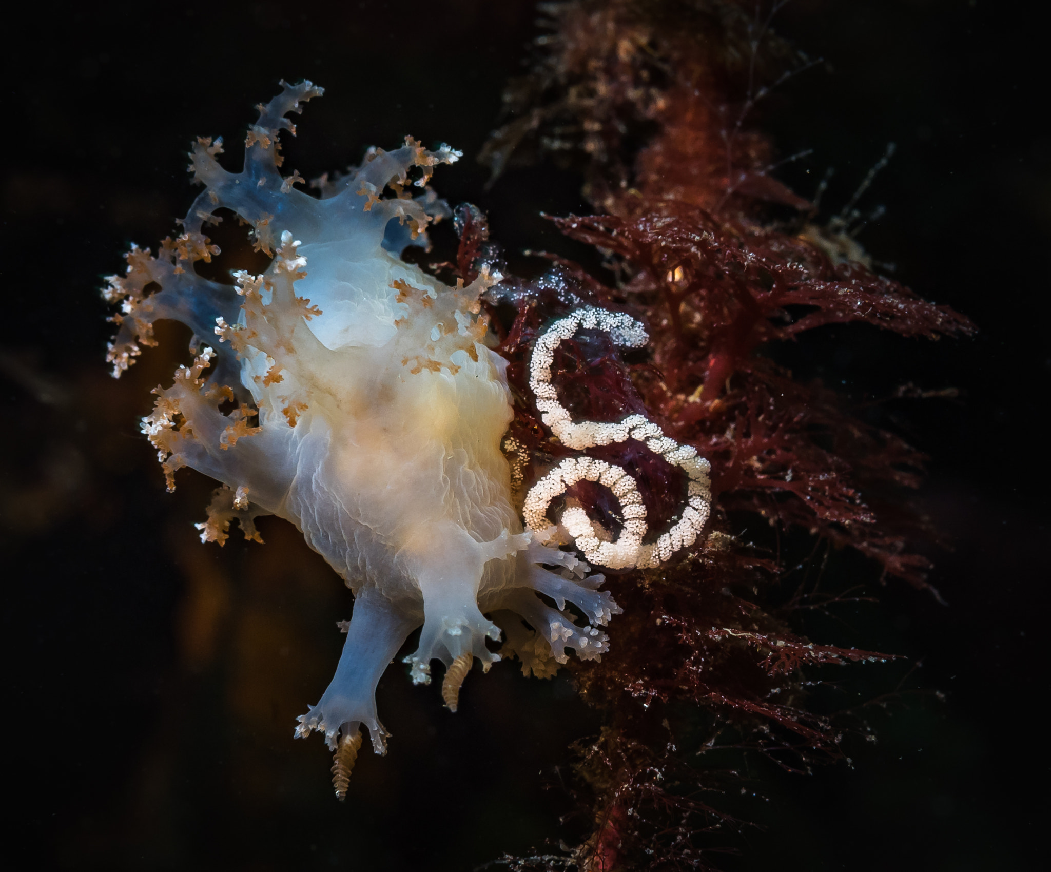 Nikon AF Micro-Nikkor 60mm F2.8D sample photo. Bushy backed nudibranch with eggs photography