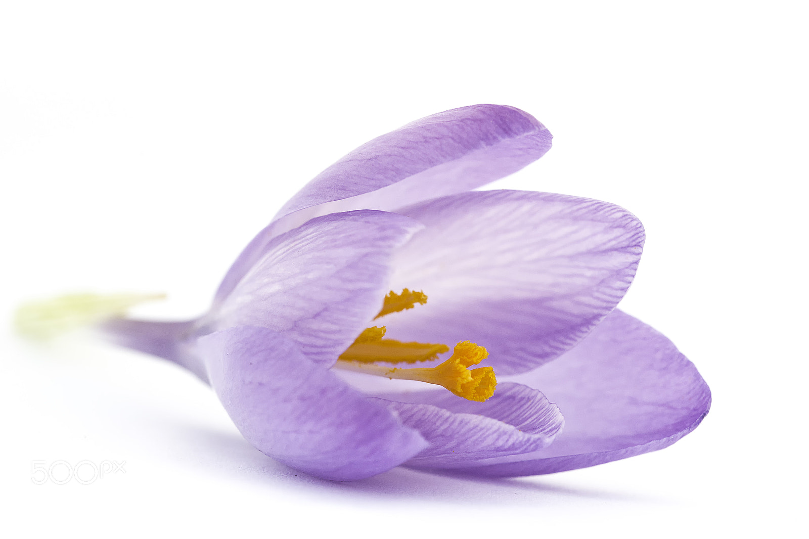 Sigma 105mm F2.8 EX DG OS HSM sample photo. Crocus photography