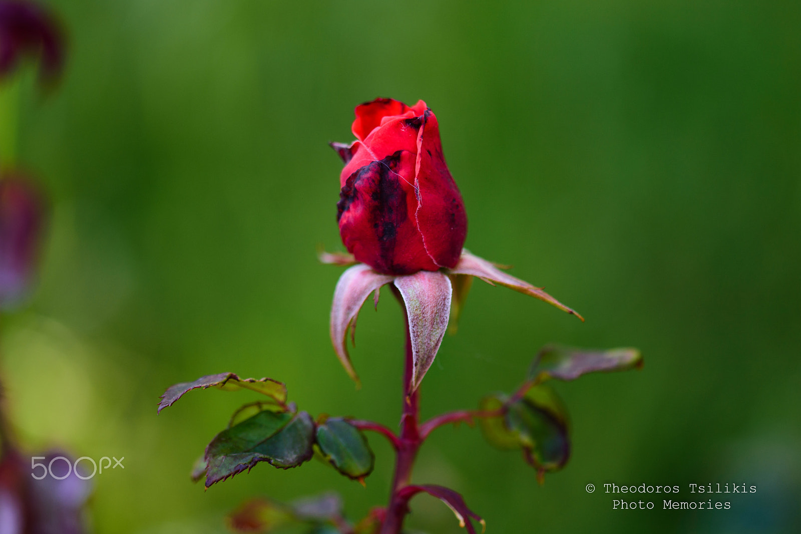 Sigma 105mm F2.8 EX DG OS HSM sample photo. Gratitude is the fairest blossom which springs from the soul. henry ward beecher photography