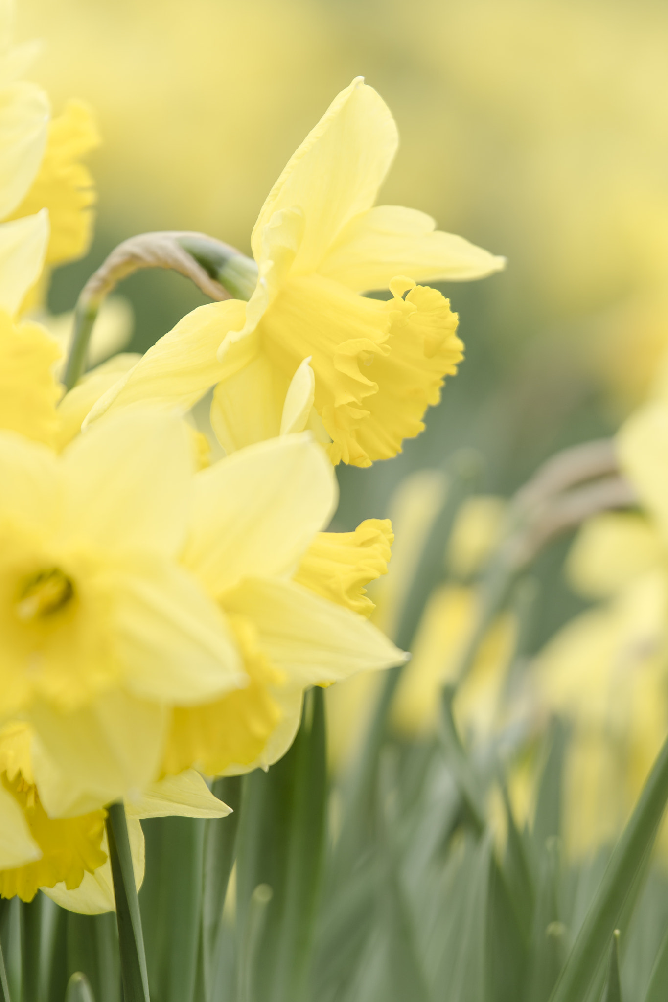 Nikon AF-S Nikkor 70-200mm F2.8G ED VR II sample photo. Daffodils photography