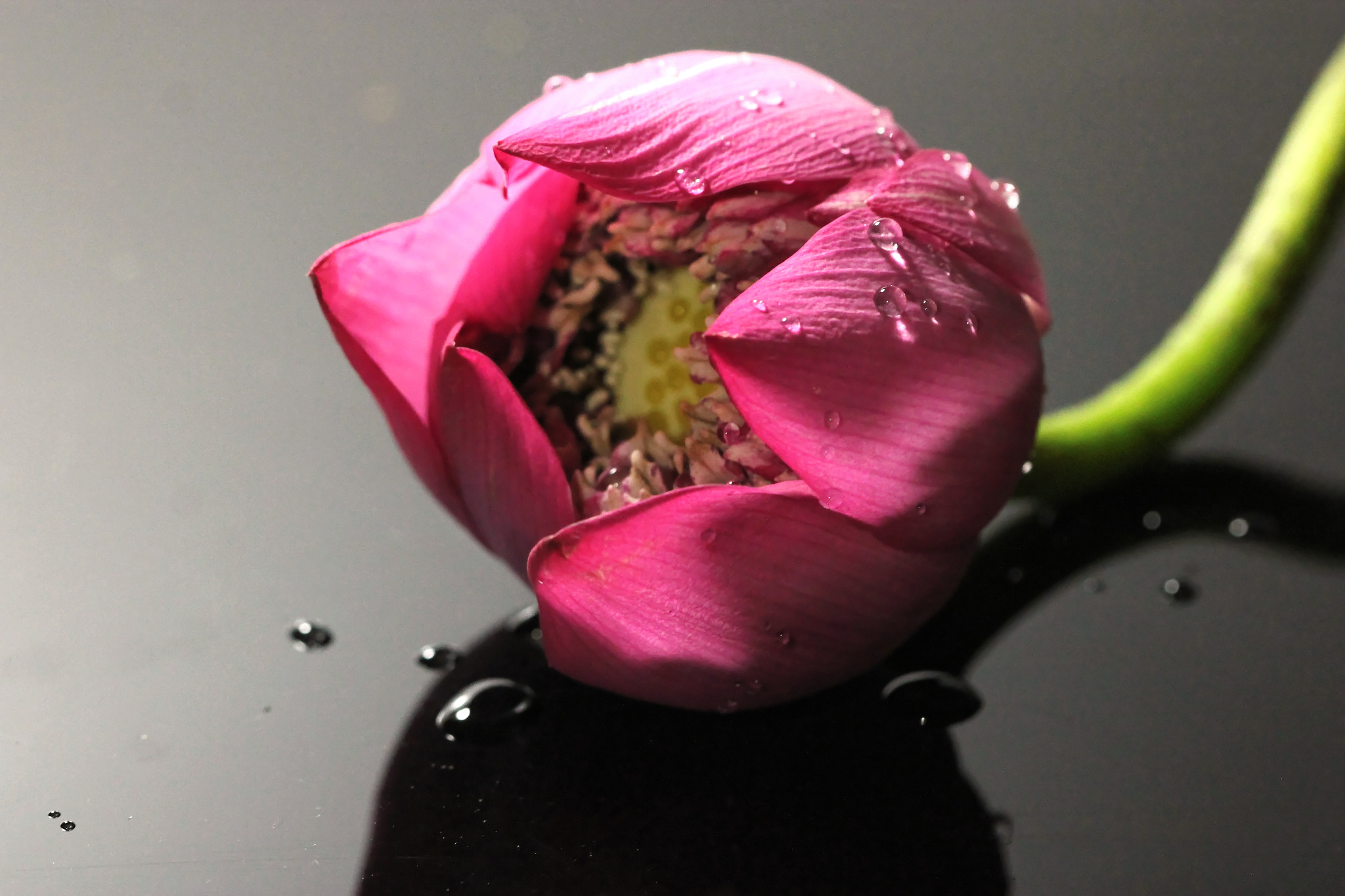 Canon EF 100mm F2.8 Macro USM sample photo. Lotus flower photography