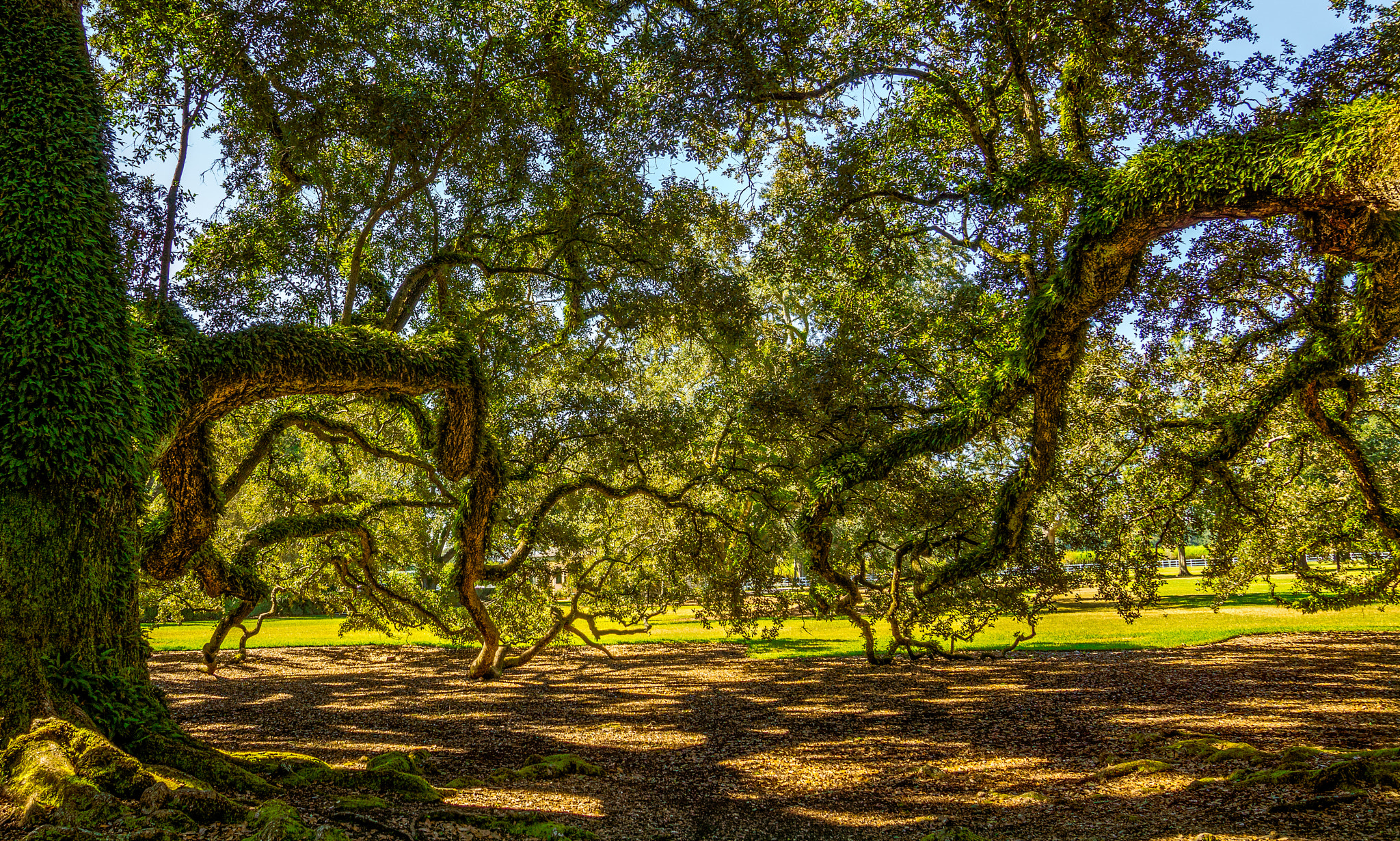 Sony SLT-A77 sample photo. Oak alley photography