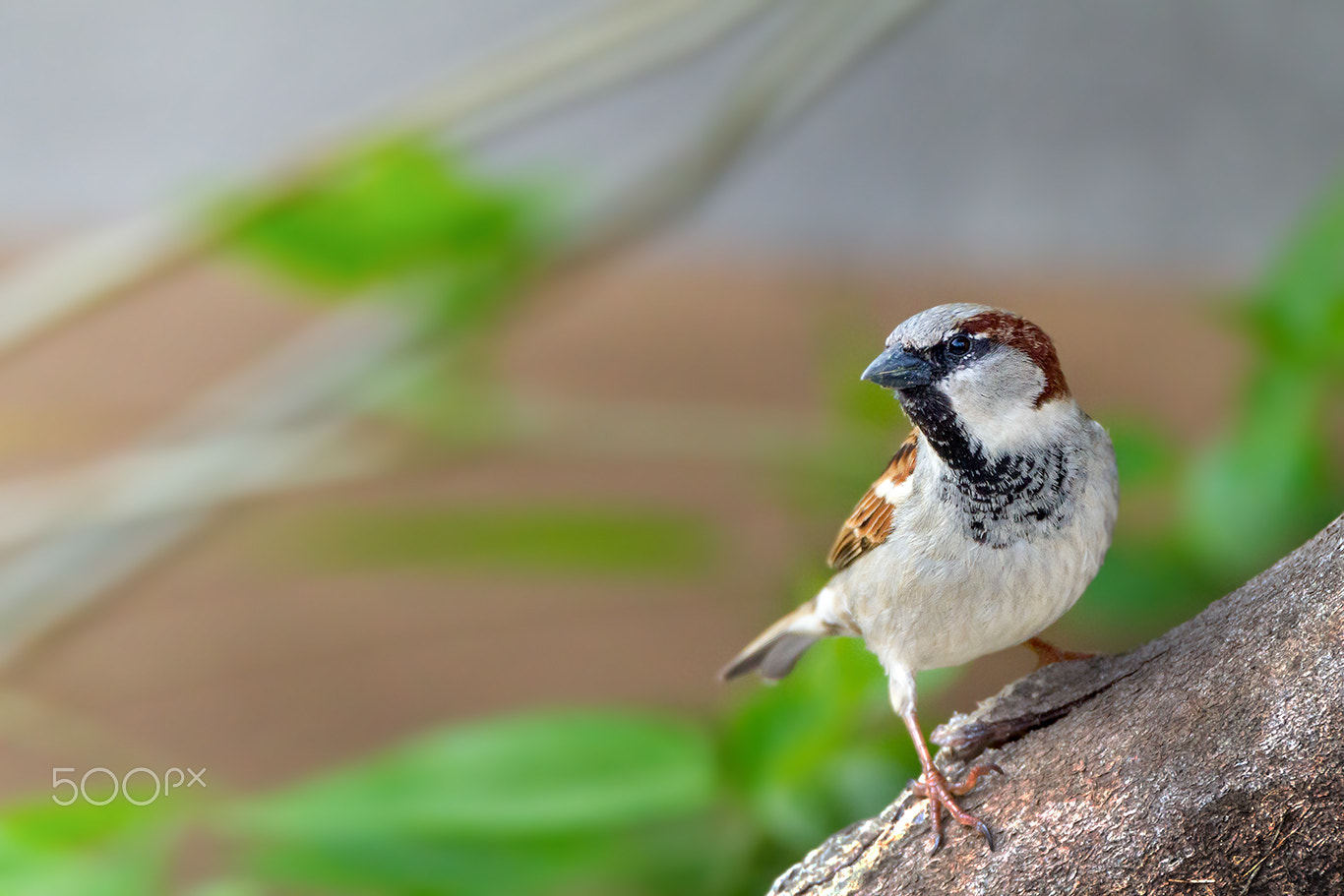 Tamron SP 150-600mm F5-6.3 Di VC USD sample photo. Spatz... photography