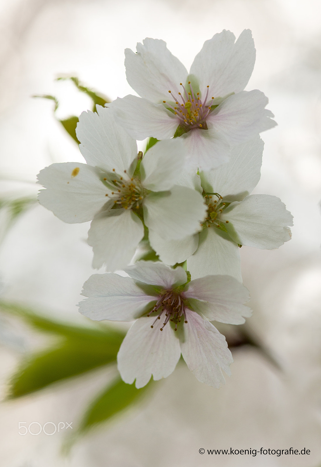 Nikon AF-S Micro-Nikkor 105mm F2.8G IF-ED VR sample photo. Blüte photography