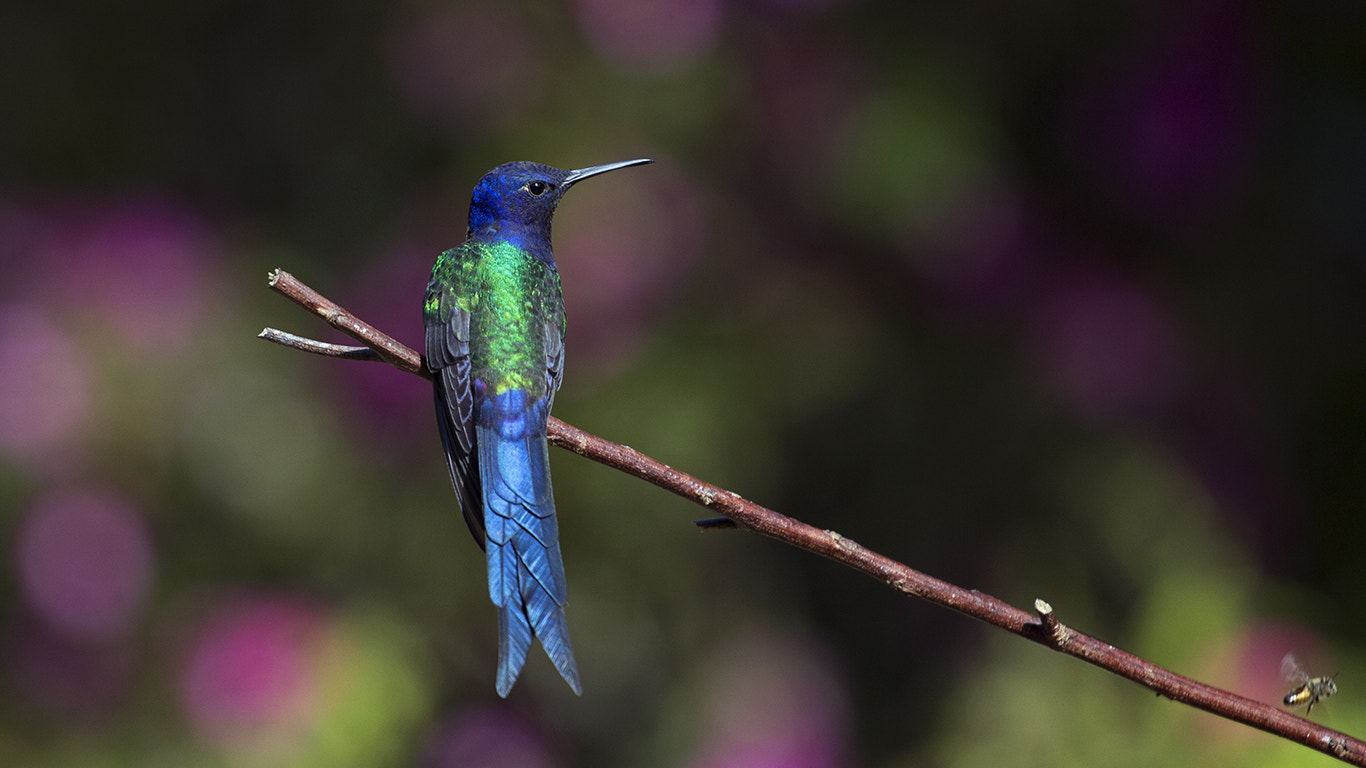 Canon EOS 60D + Canon EF 70-200mm F4L USM sample photo. Swallow-tailed hummingbird photography