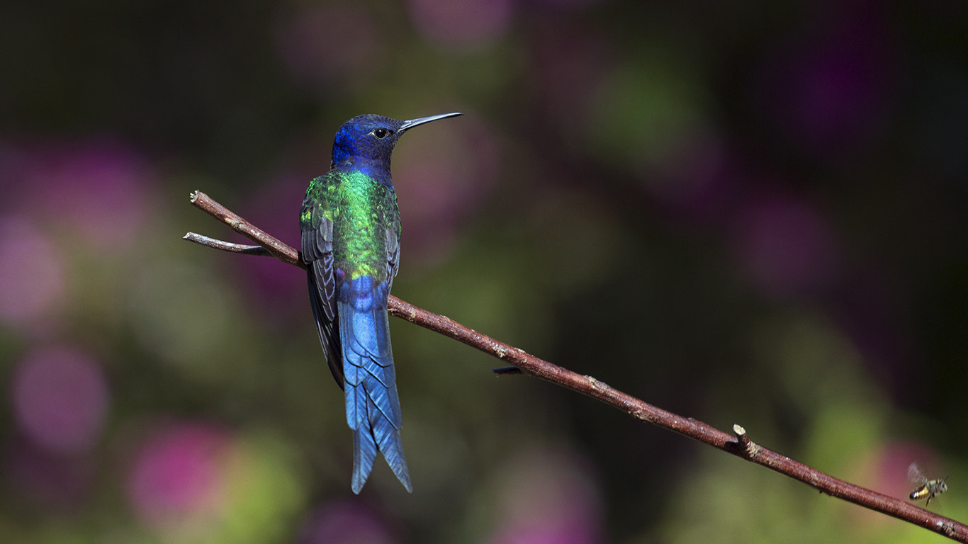 Canon EOS 60D + Canon EF 70-200mm F4L USM sample photo. Swallow-tailed hummingbird photography