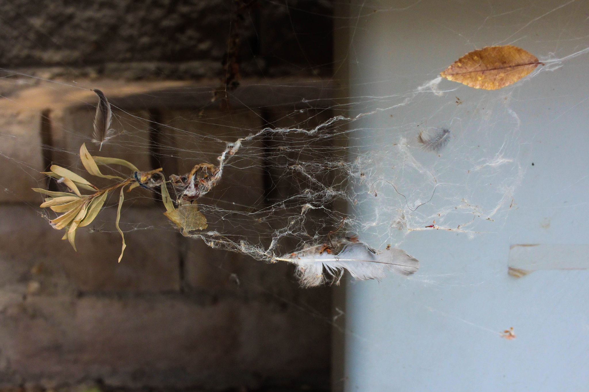 Canon EF-S 24mm F2.8 STM sample photo. Caught in a web photography